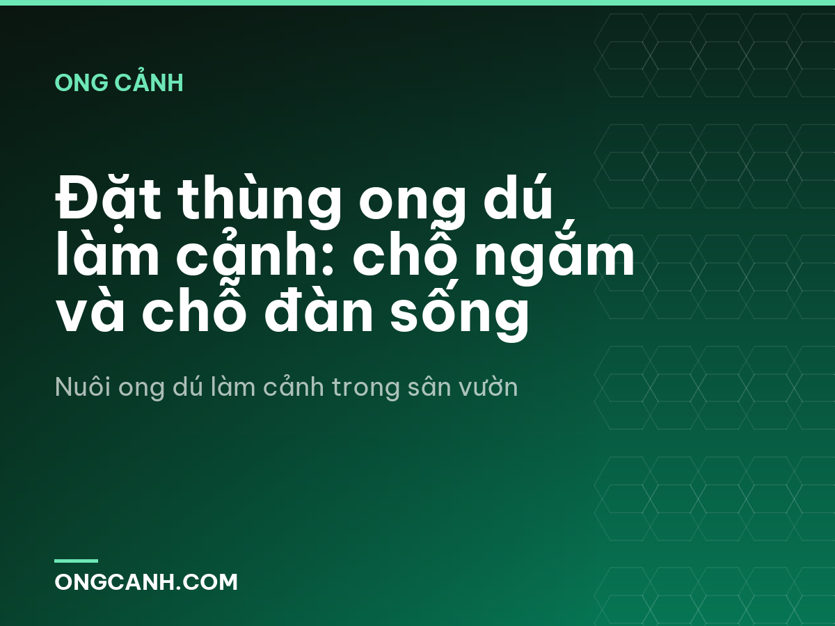 Đặt thùng ong dú làm cảnh: chỗ ngắm và chỗ đàn sống