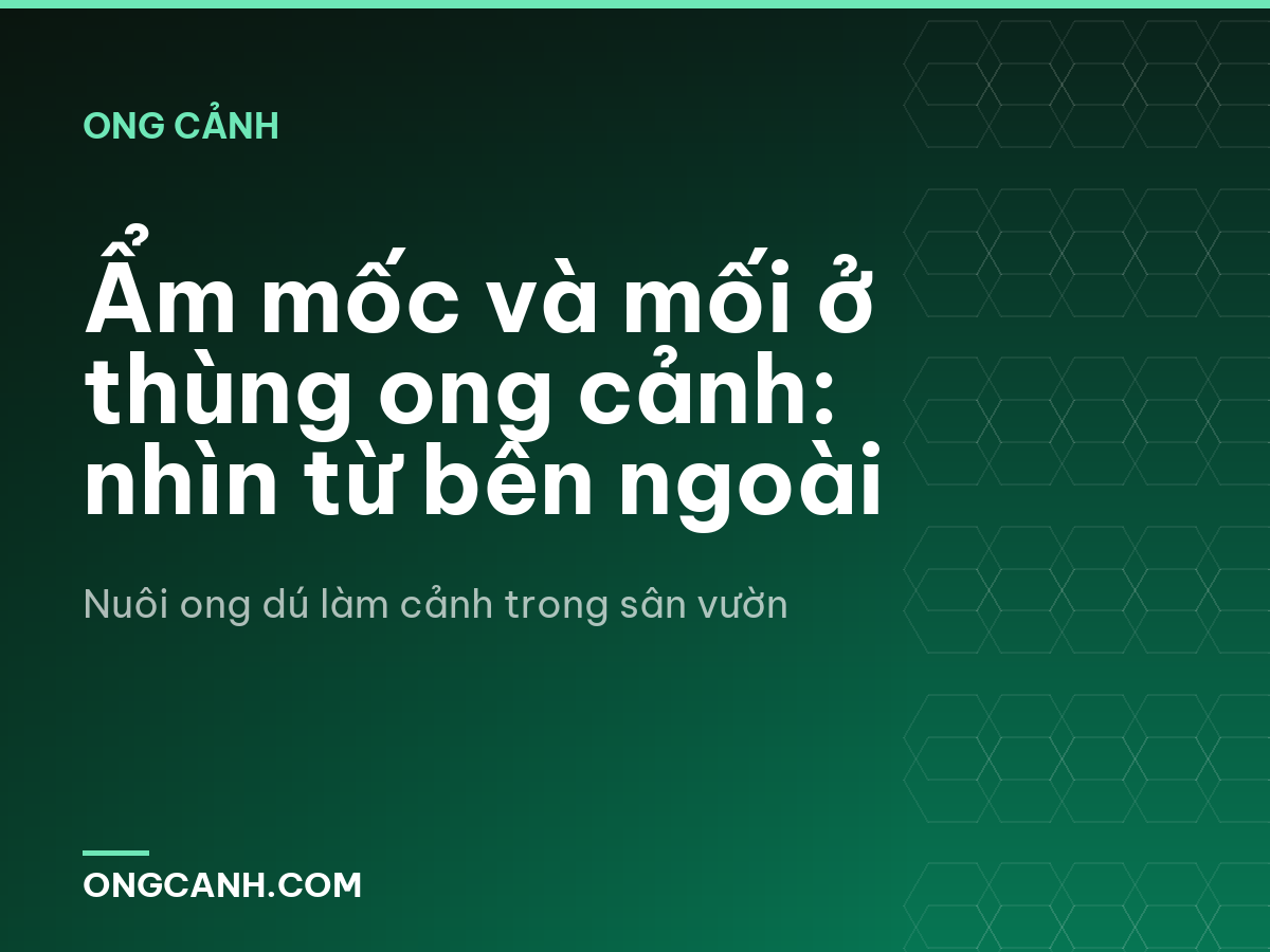 Ẩm mốc và mối ở thùng ong cảnh: nhìn từ bên ngoài