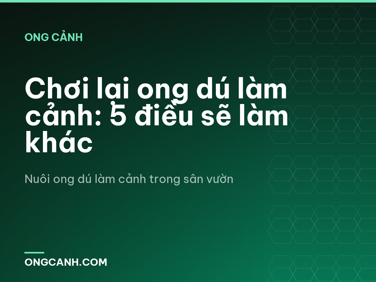 Chơi lại ong dú làm cảnh: 5 điều sẽ làm khác