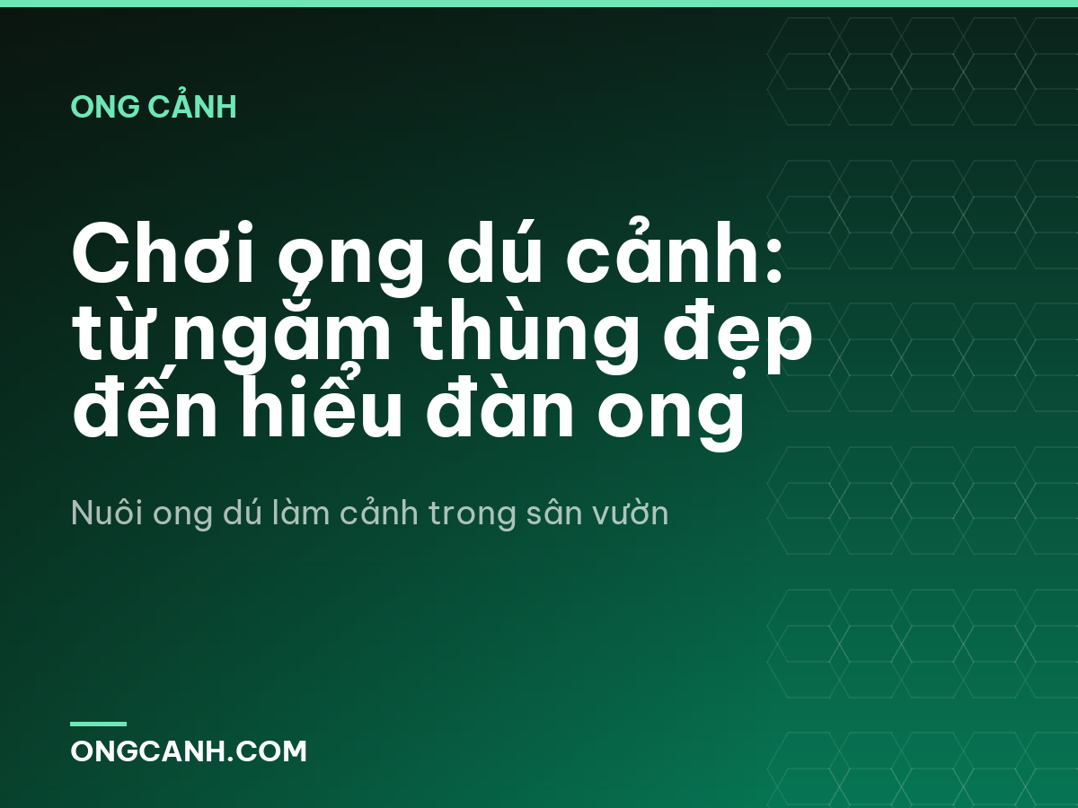 Chơi ong dú cảnh: từ ngắm thùng đẹp đến hiểu đàn ong