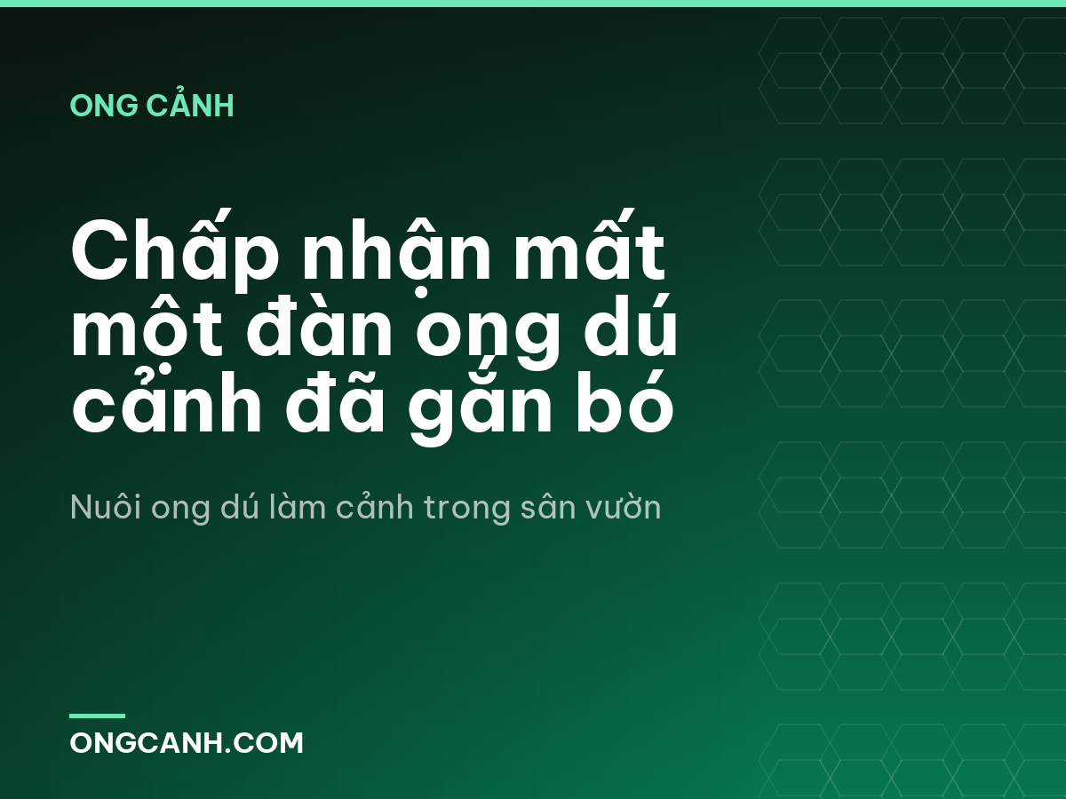 Chấp nhận mất một đàn ong dú cảnh đã gắn bó
