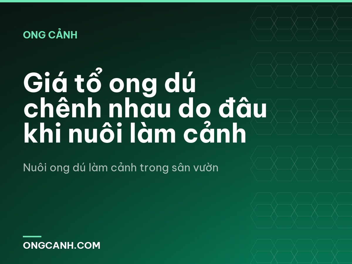 Giá tổ ong dú chênh nhau do đâu khi nuôi làm cảnh
