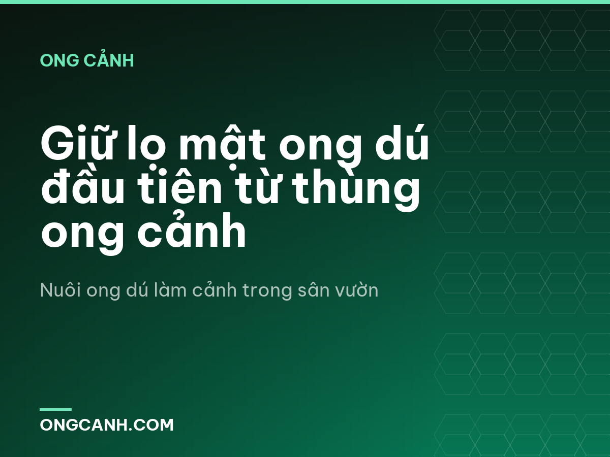 Giữ lọ mật ong dú đầu tiên từ thùng ong cảnh