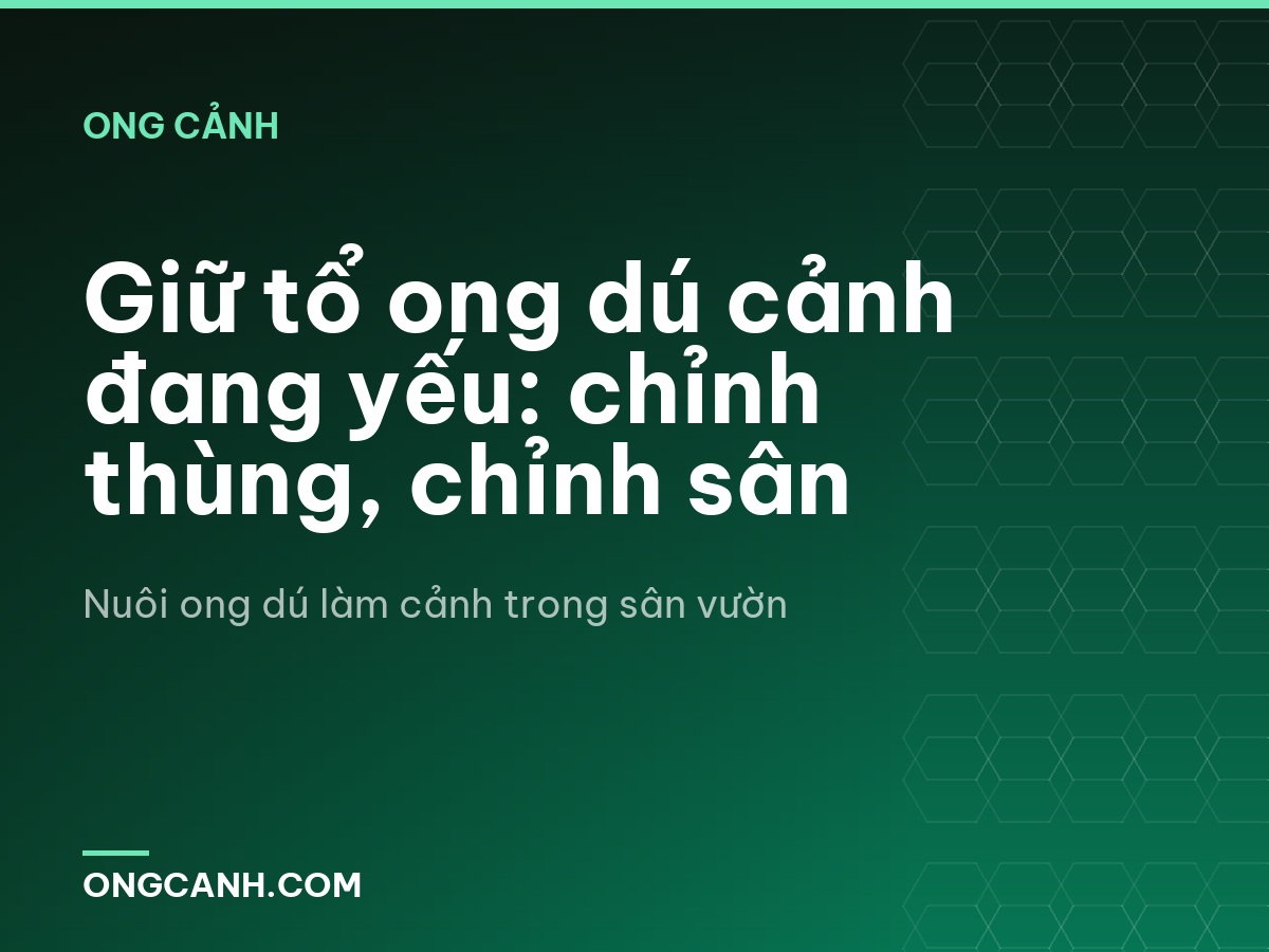 Giữ tổ ong dú cảnh đang yếu: chỉnh thùng, chỉnh sân