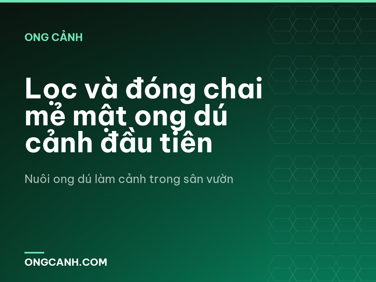 Lọc và đóng chai mẻ mật ong dú cảnh đầu tiên