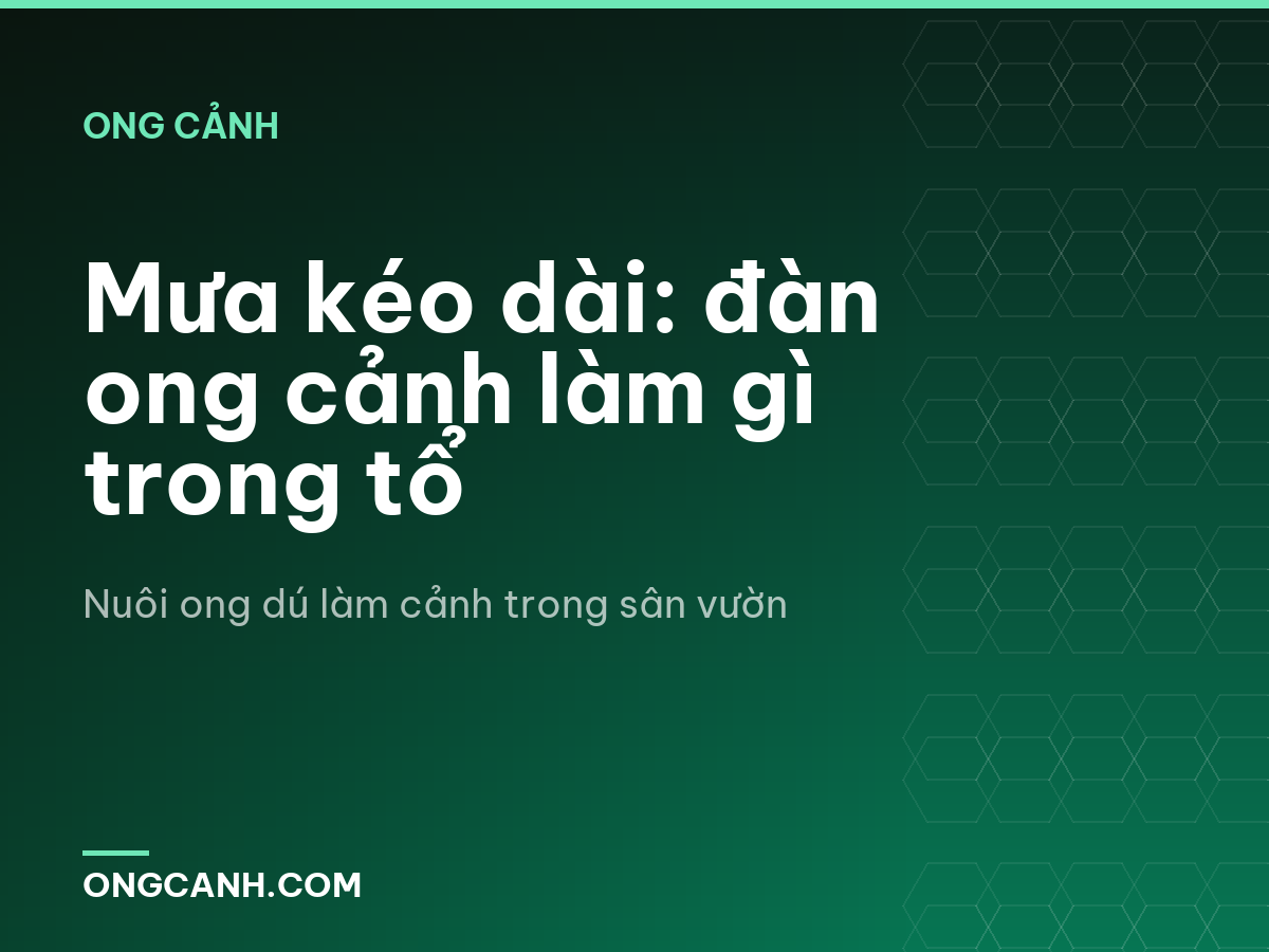 Mưa kéo dài: đàn ong cảnh làm gì trong tổ