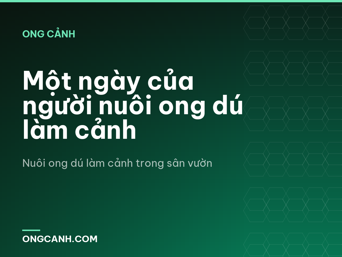 Một ngày của người nuôi ong dú làm cảnh