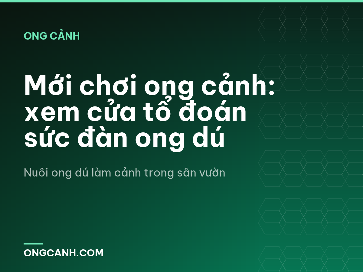 Mới chơi ong cảnh: xem cửa tổ đoán sức đàn ong dú