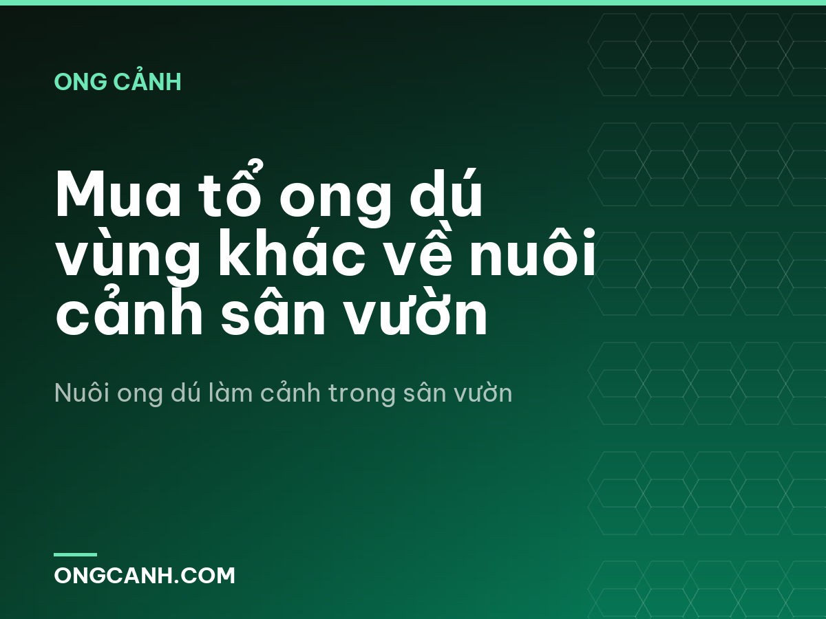 Mua tổ ong dú vùng khác về nuôi cảnh sân vườn