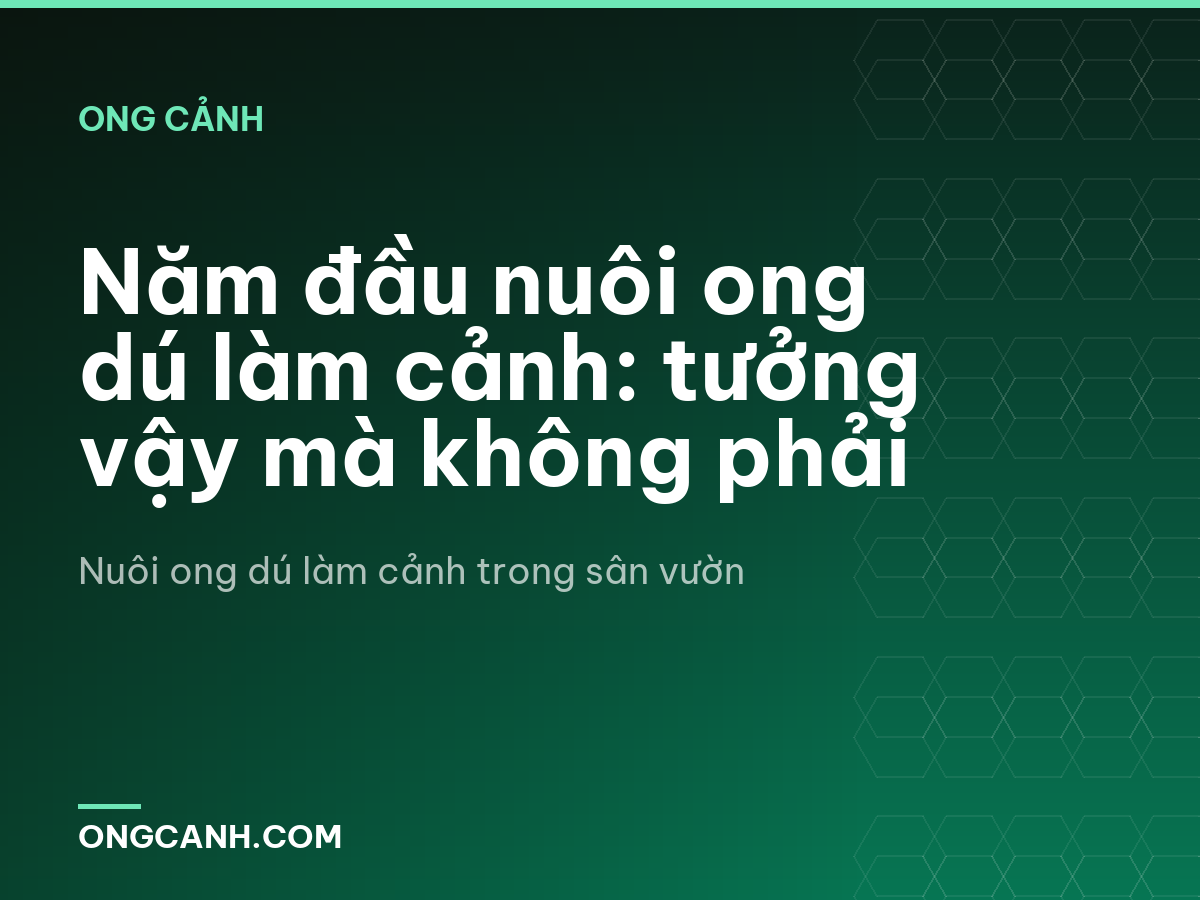Năm đầu nuôi ong dú làm cảnh: tưởng vậy mà không phải