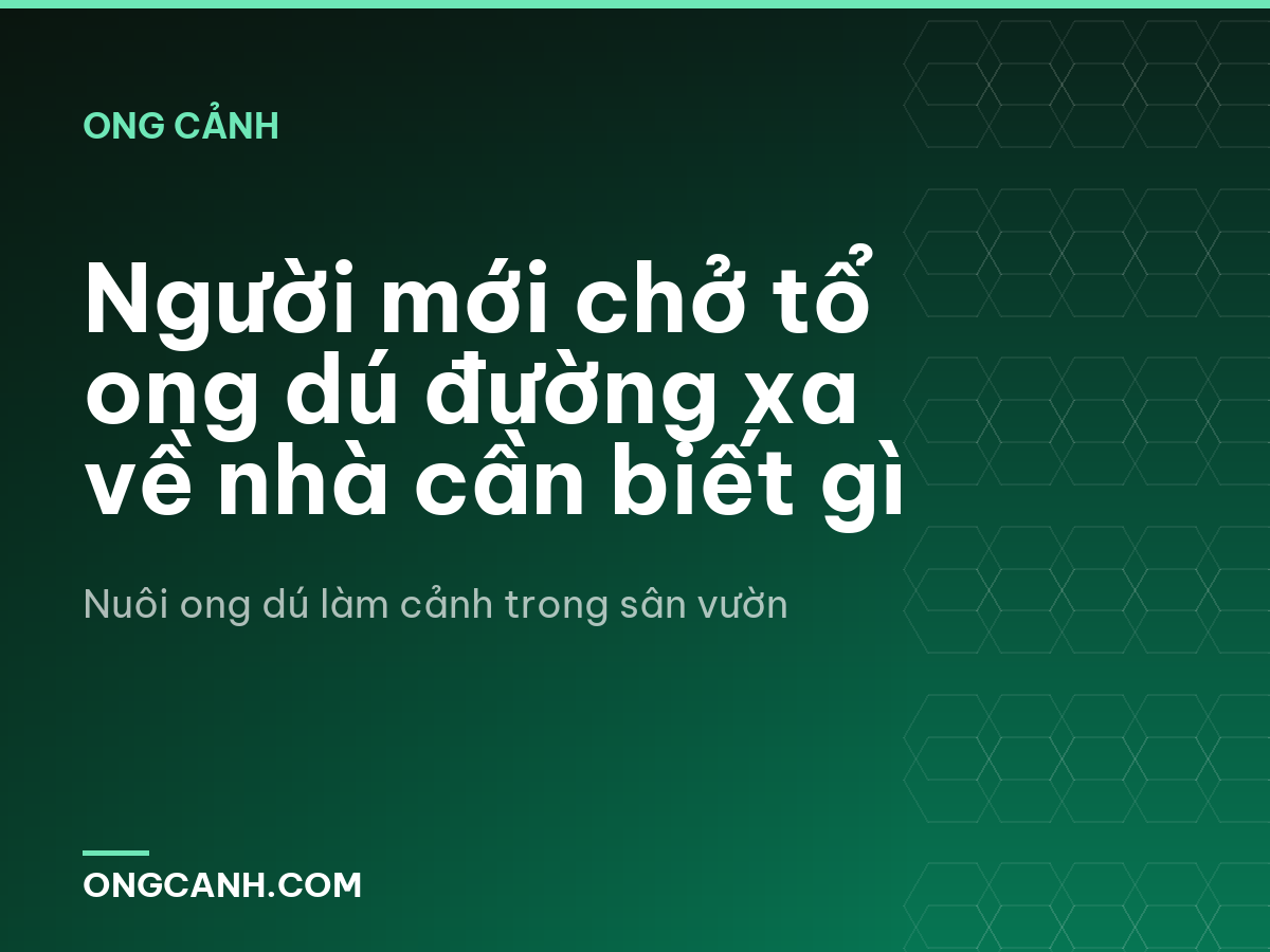 Người mới chở tổ ong dú đường xa về nhà cần biết gì