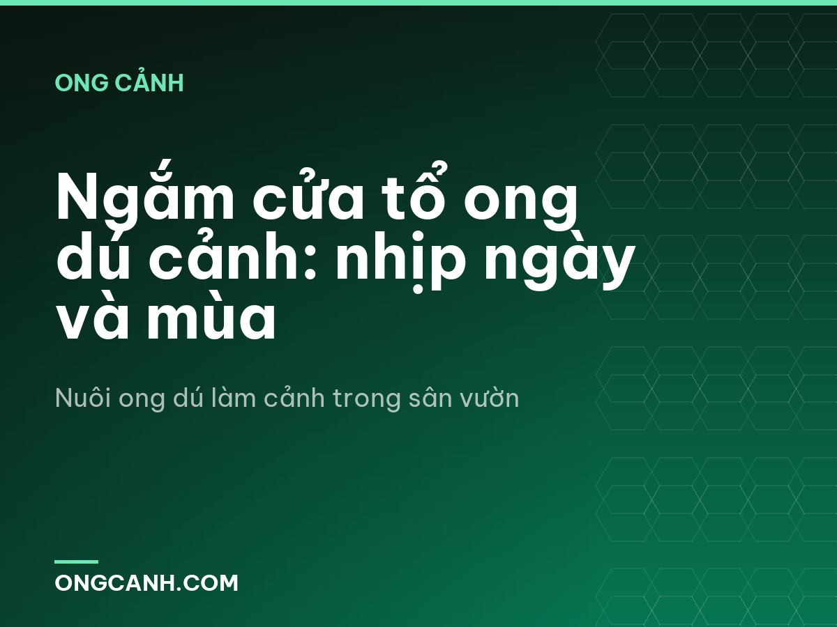 Ngắm cửa tổ ong dú cảnh: nhịp ngày và mùa