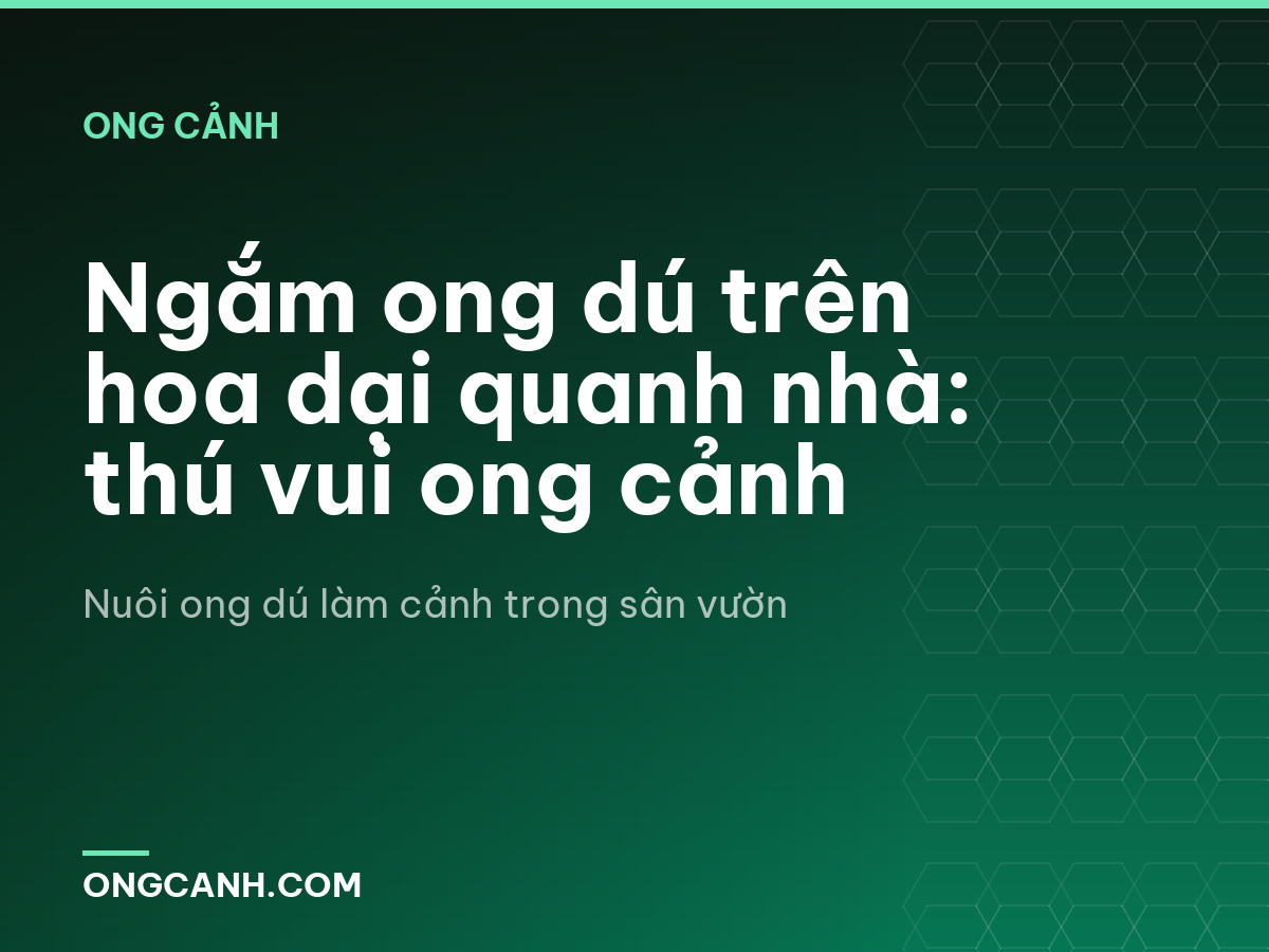 Ngắm ong dú trên hoa dại quanh nhà: thú vui ong cảnh