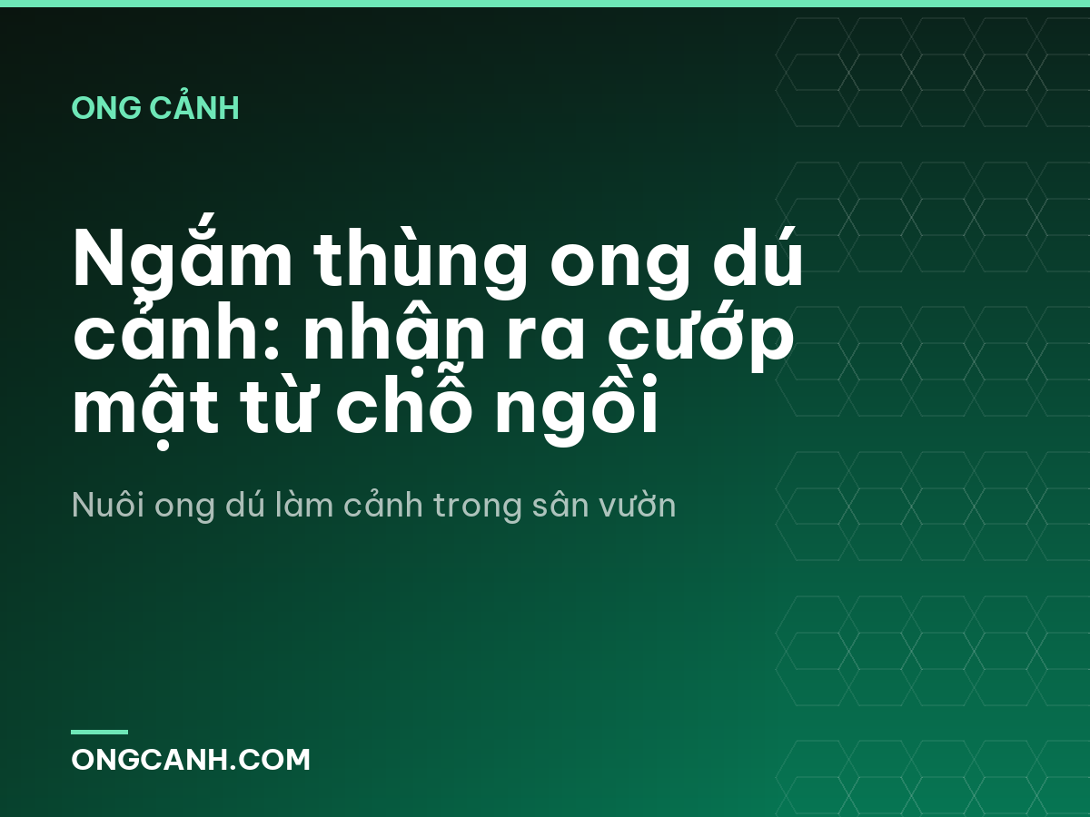 Ngắm thùng ong dú cảnh: nhận ra cướp mật từ chỗ ngồi