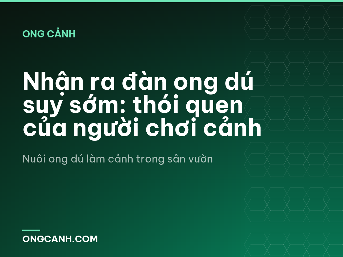 Nhận ra đàn ong dú suy sớm: thói quen của người chơi cảnh