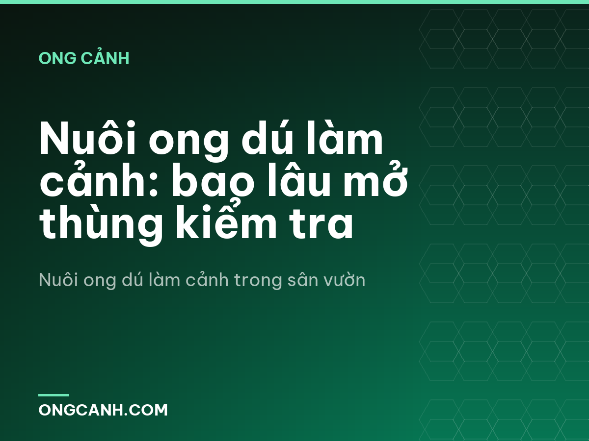 Nuôi ong dú làm cảnh: bao lâu mở thùng kiểm tra