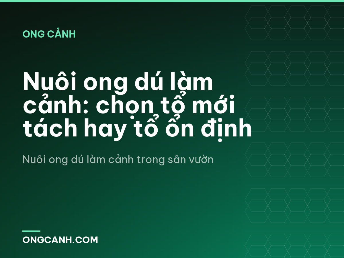 Nuôi ong dú làm cảnh: chọn tổ mới tách hay tổ ổn định