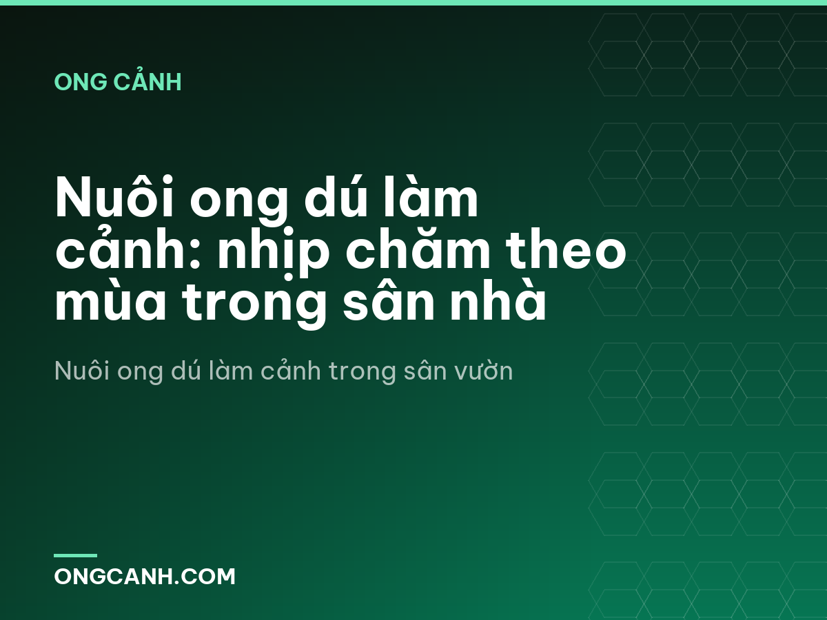 Nuôi ong dú làm cảnh: nhịp chăm theo mùa trong sân nhà