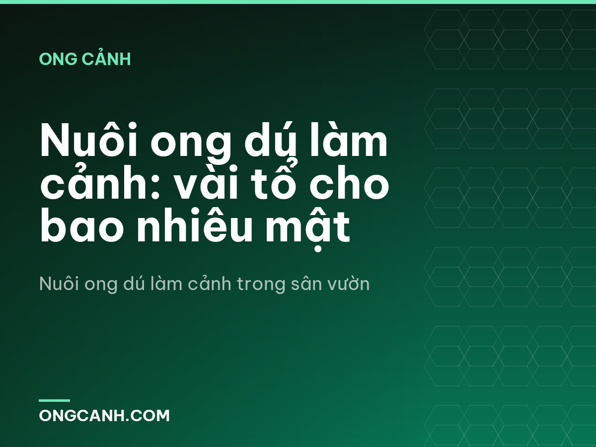 Nuôi ong dú làm cảnh: vài tổ cho bao nhiêu mật
