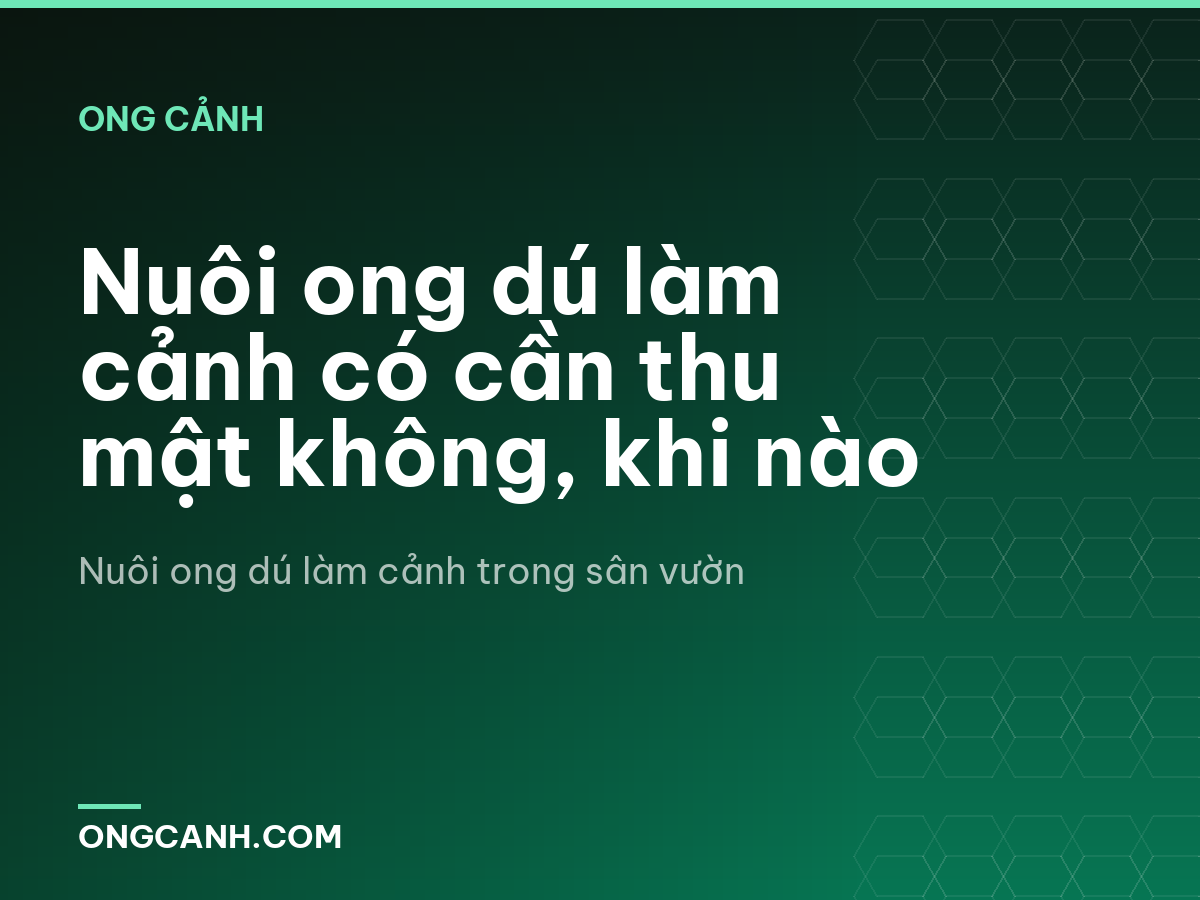Nuôi ong dú làm cảnh có cần thu mật không, khi nào