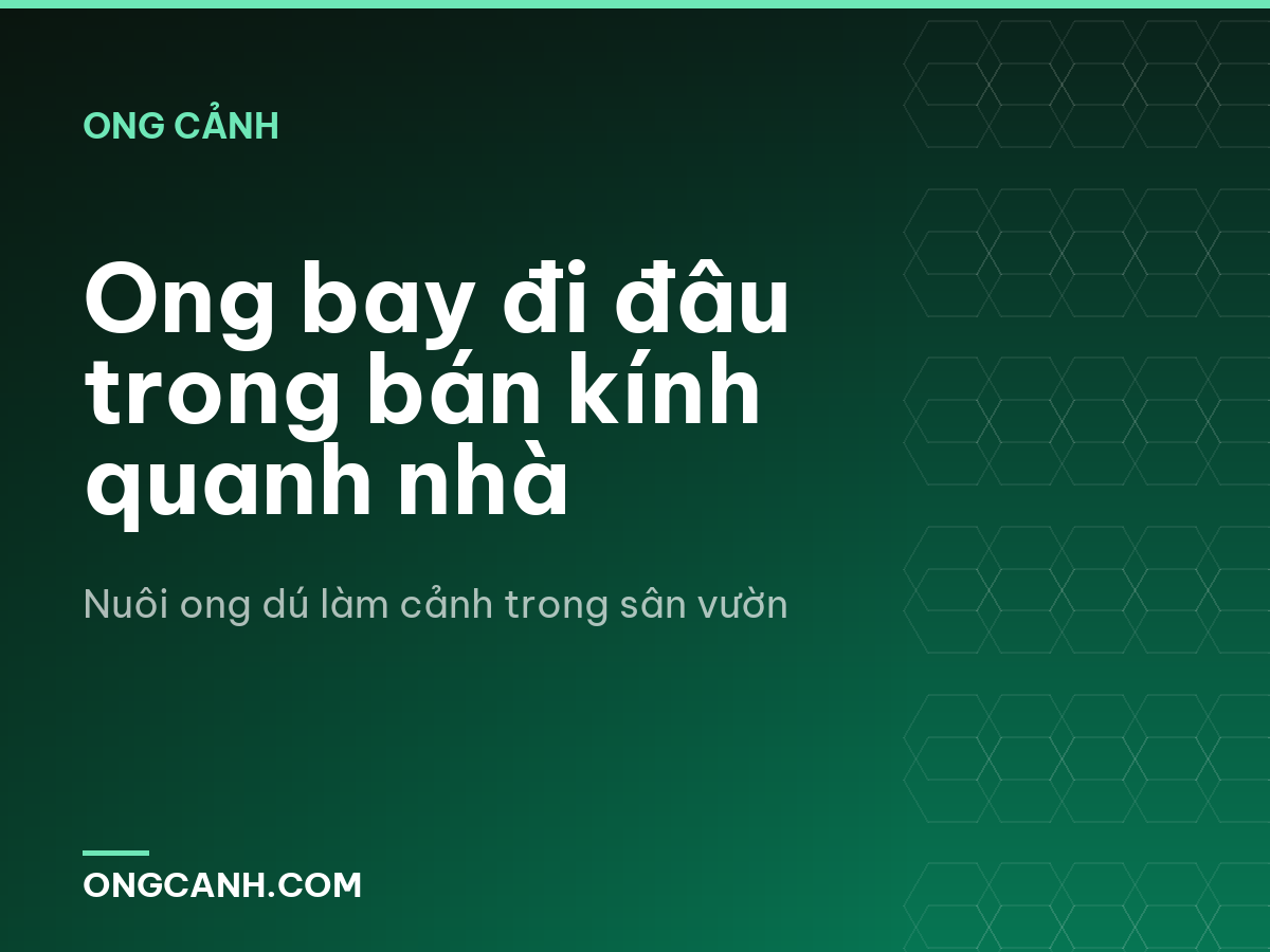 Ong bay đi đâu trong bán kính quanh nhà