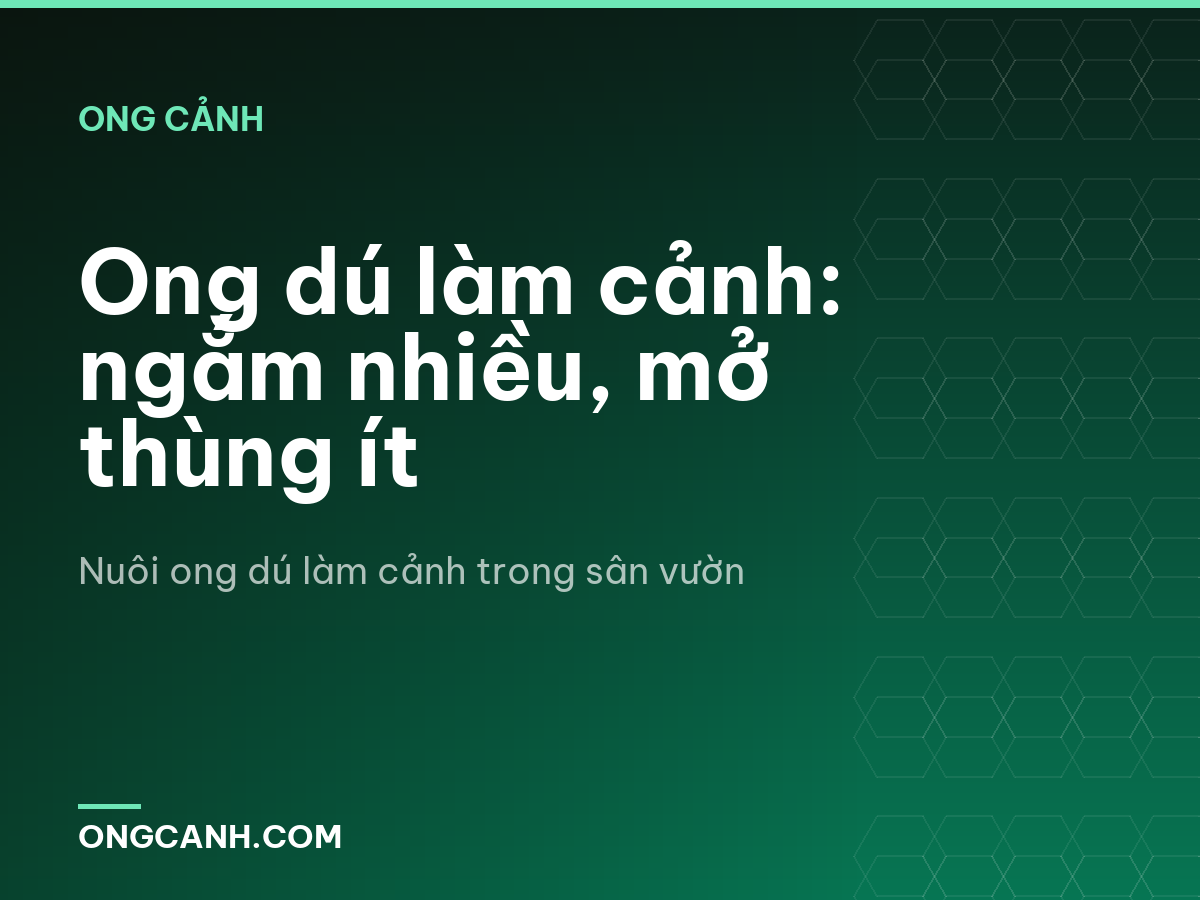 Ong dú làm cảnh: ngắm nhiều, mở thùng ít