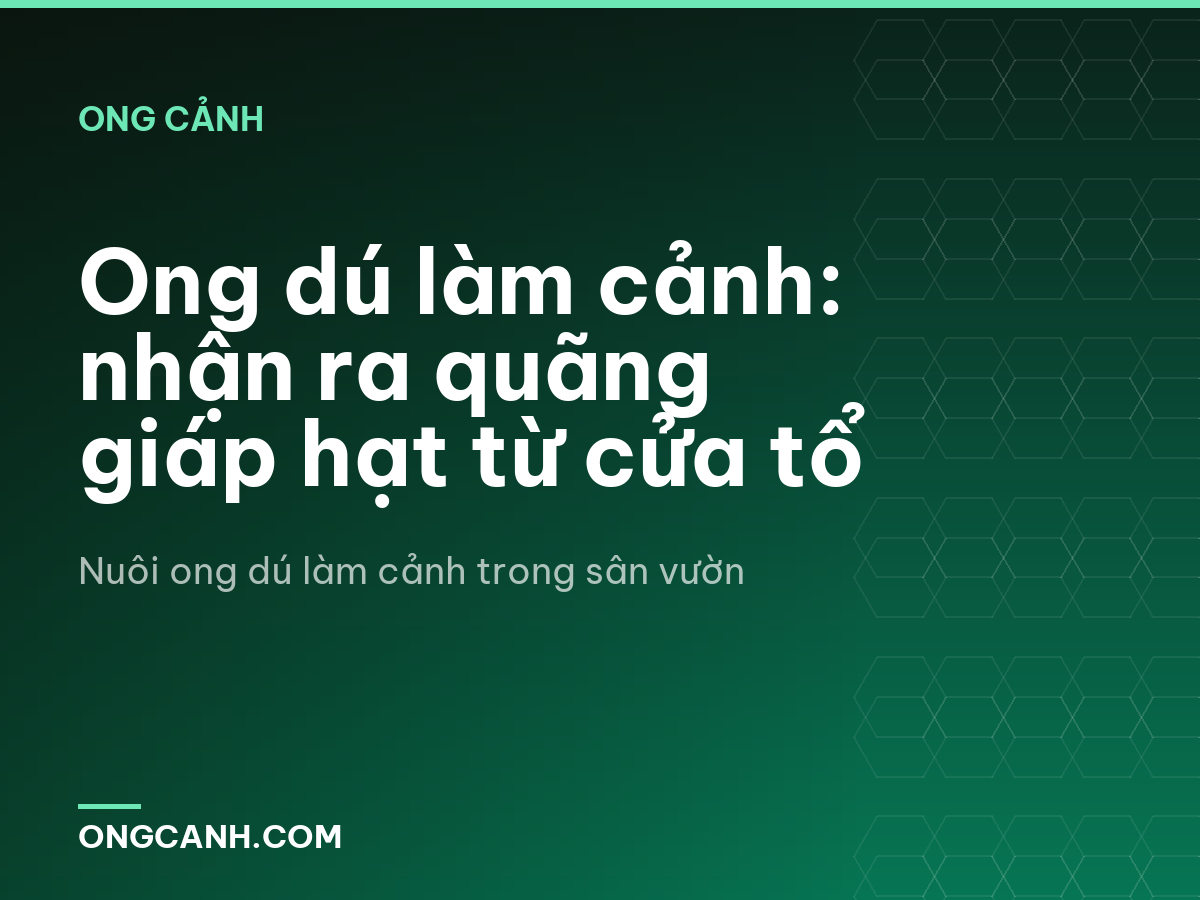 Ong dú làm cảnh: nhận ra quãng giáp hạt từ cửa tổ