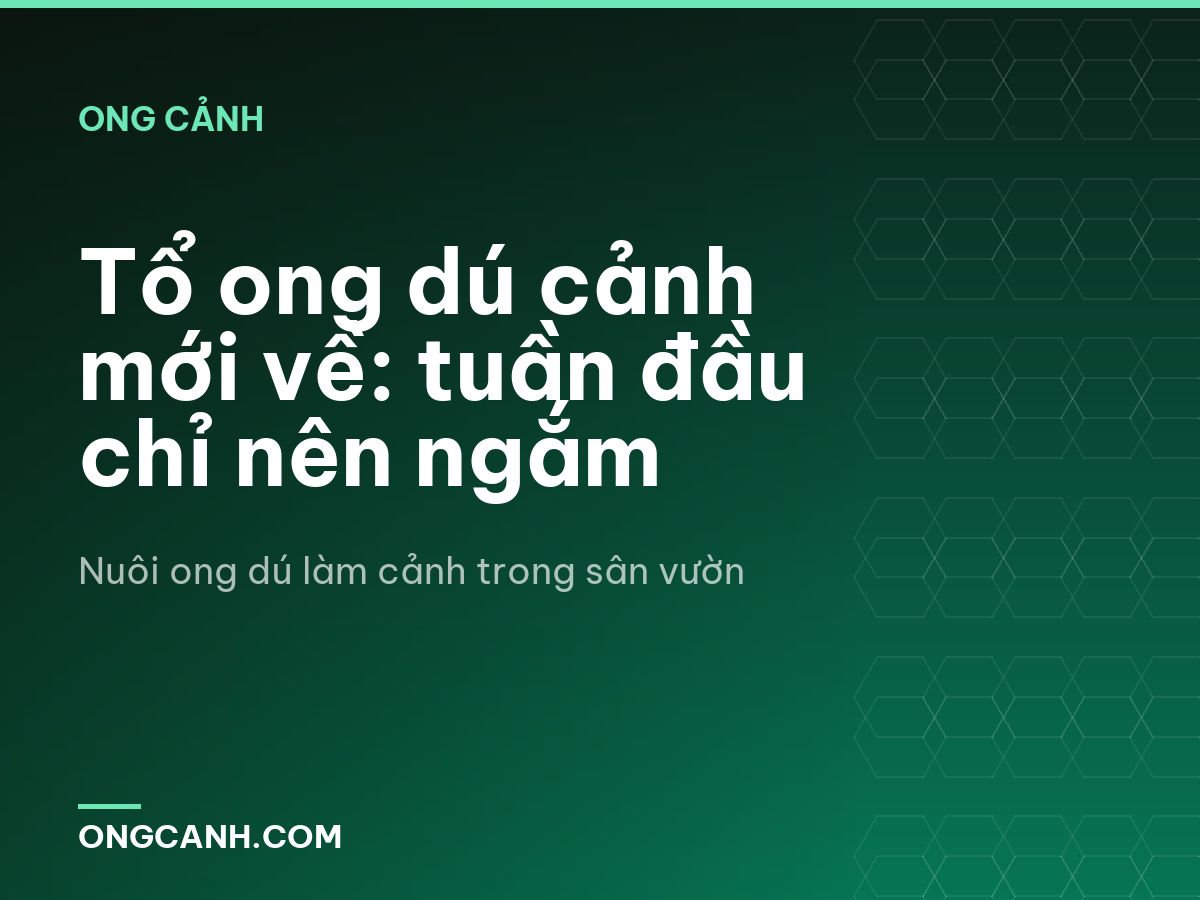 Tổ ong dú cảnh mới về: tuần đầu chỉ nên ngắm