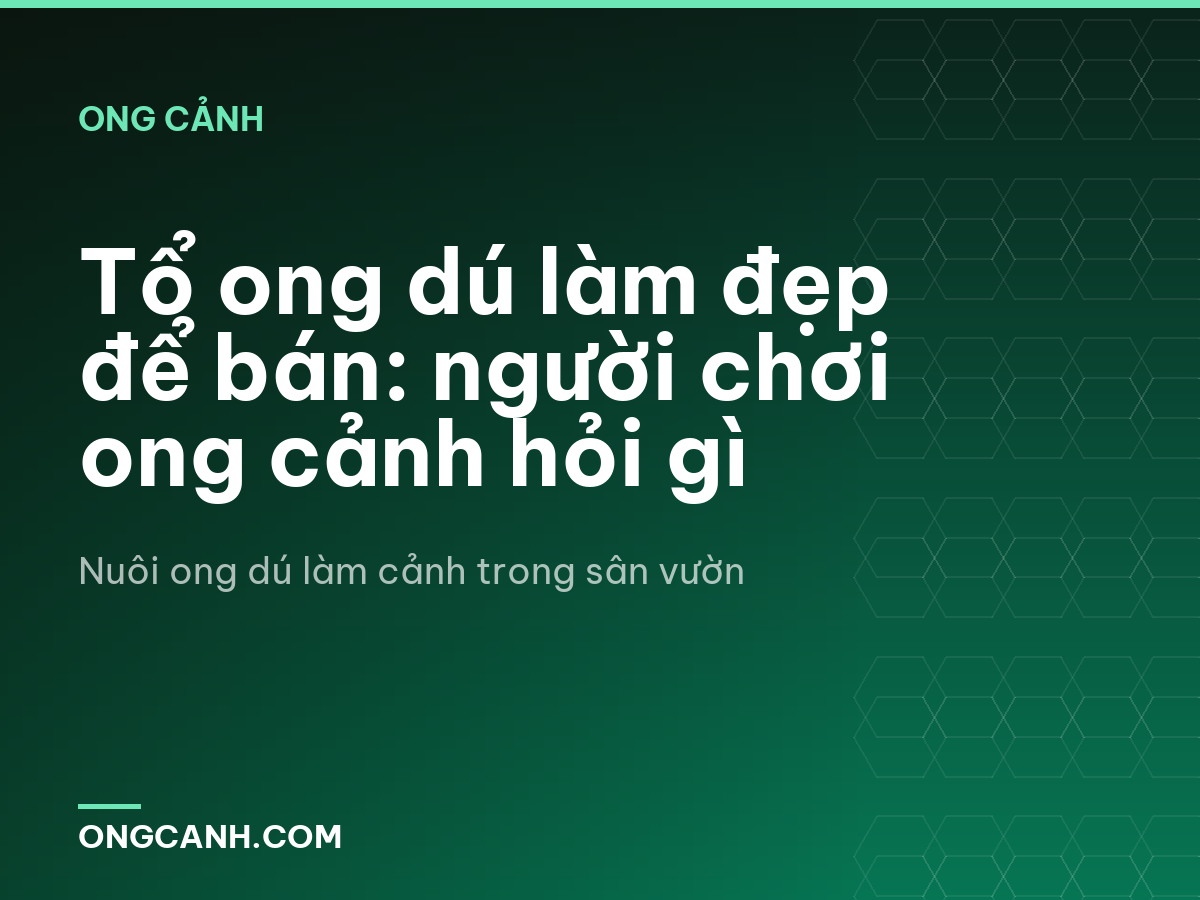 Tổ ong dú làm đẹp để bán: người chơi ong cảnh hỏi gì