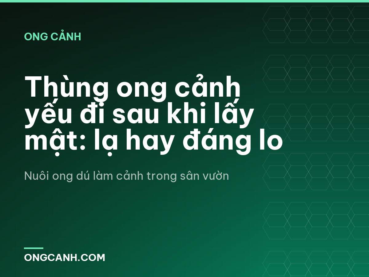 Thùng ong cảnh yếu đi sau khi lấy mật: lạ hay đáng lo