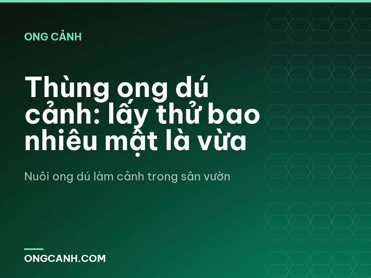 Thùng ong dú cảnh: lấy thử bao nhiêu mật là vừa