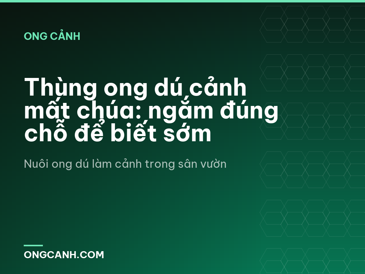Thùng ong dú cảnh mất chúa: ngắm đúng chỗ để biết sớm