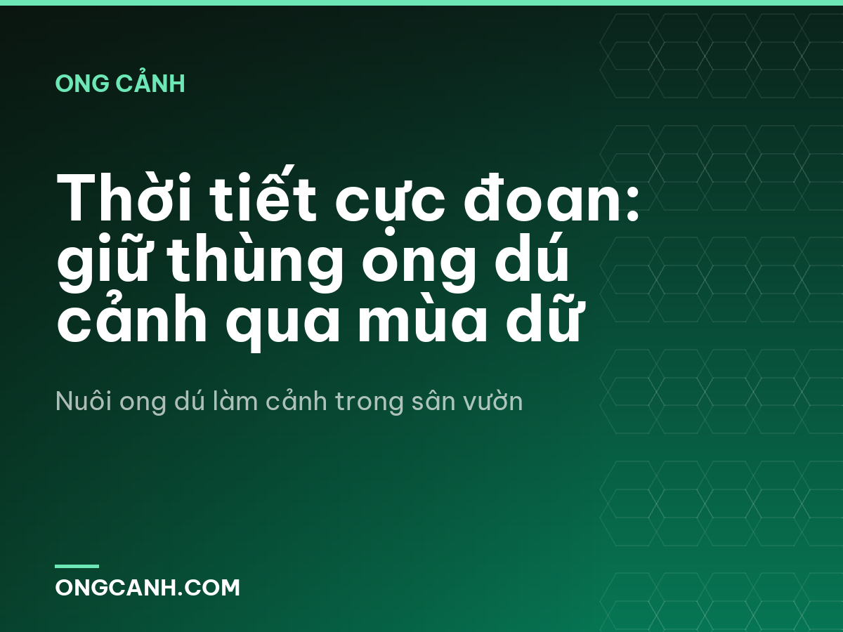 Thời tiết cực đoan: giữ thùng ong dú cảnh qua mùa dữ