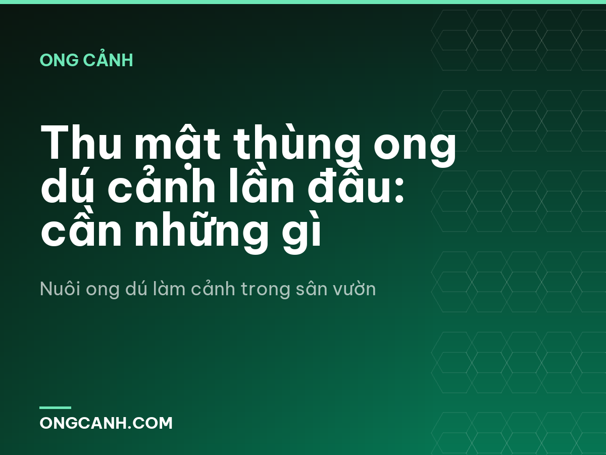 Thu mật thùng ong dú cảnh lần đầu: cần những gì