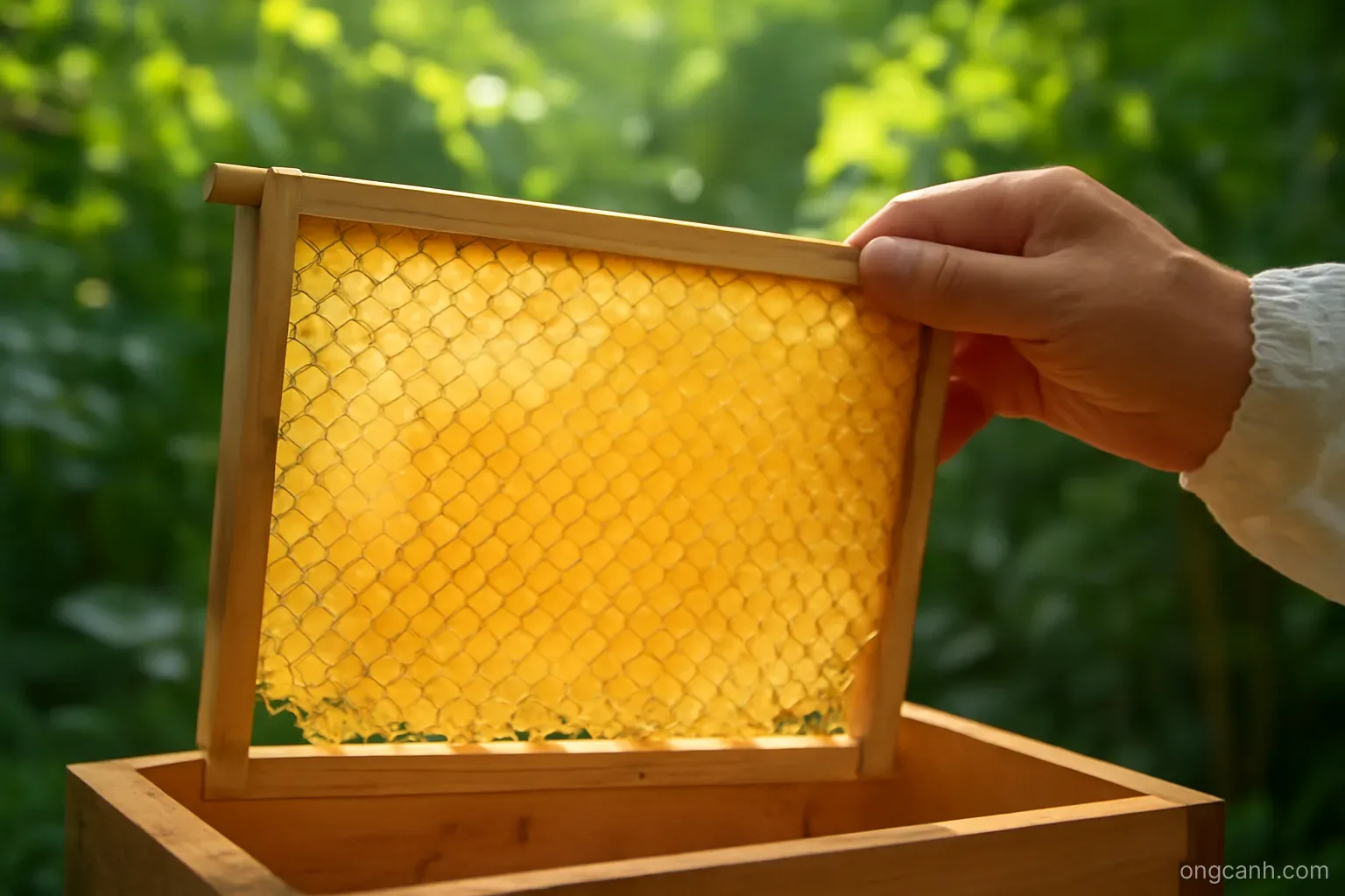 Mật ong dú mỏng như sương: tại sao và cách chăm sóc